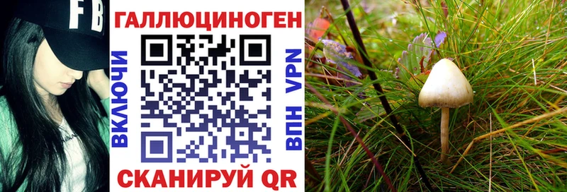 Псилоцибиновые грибы Psilocybe  Купить  Армавир 